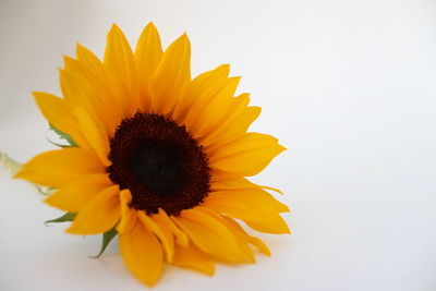 Close-up of sunflower against white background