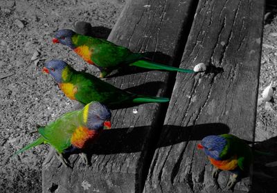 Close-up of birds on wall