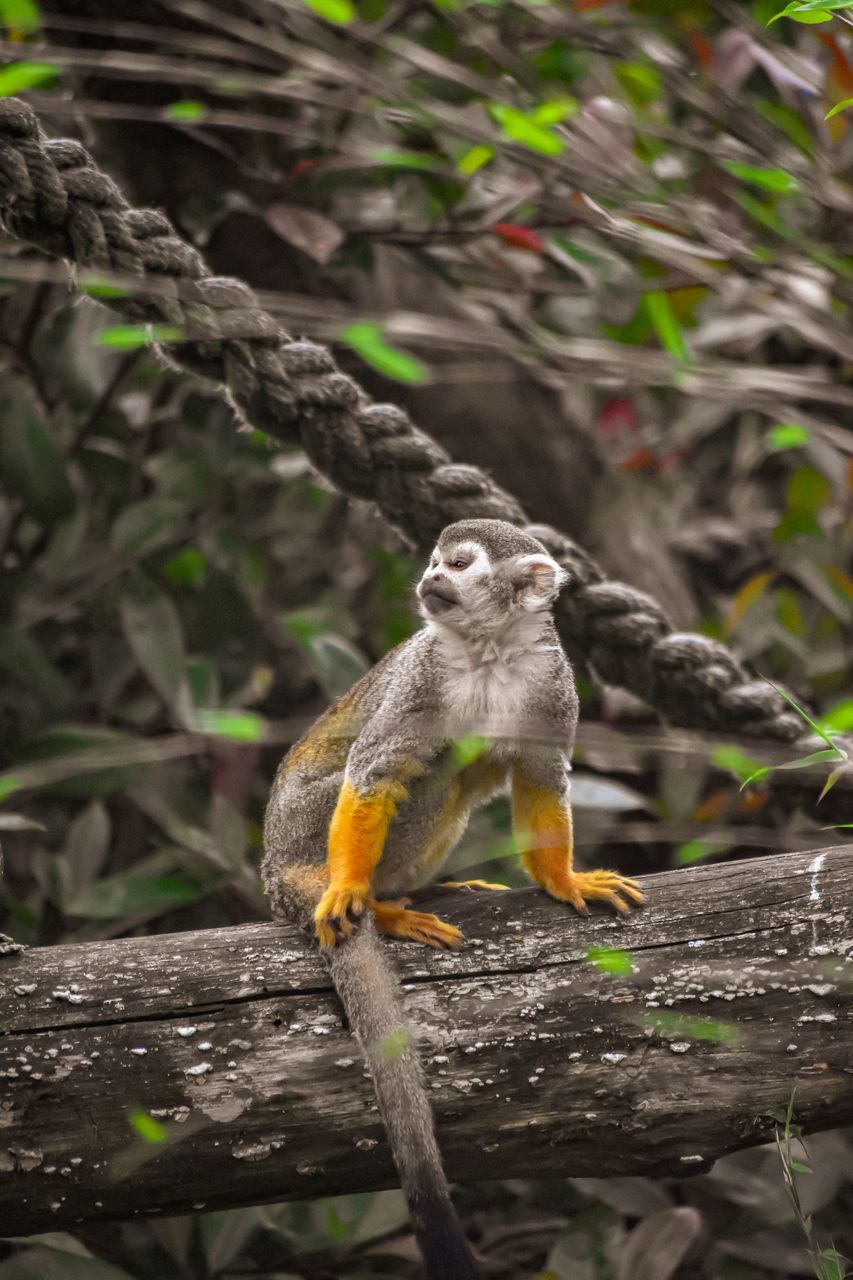 CLOSE-UP OF A BIRD ON BRANCH