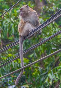 Monkey sitting in a forest