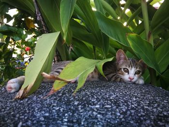 Portrait of a cat