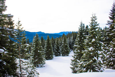 Snow covered pine trees in forest against sky