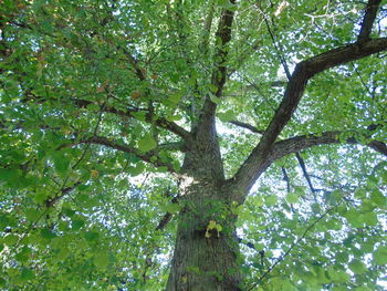 Low angle view of tree