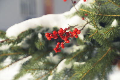 Close-up of red berries on tree
