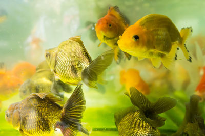 Gold fishes swimming in fish aquatic ornament tank relaxation at beautiful fish shop thailand.