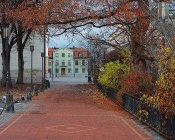 Footpath amidst bare trees