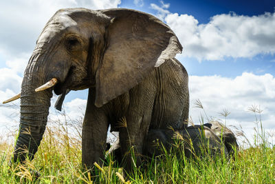 View of elephant on field against sky