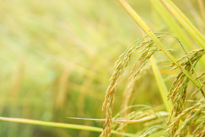 Close-up of wheat growing on field