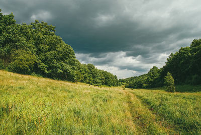 Scenic view of field against sky