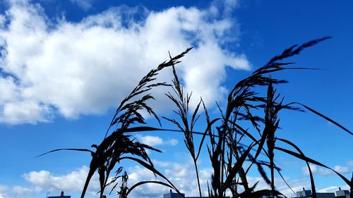 Low angle view of silhouette bare tree against blue sky