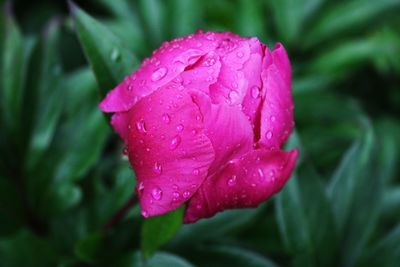 Close-up of raindrops on pink flower blooming outdoors