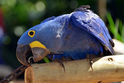 Close-up of blue parrot on log at zoo