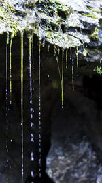 Close-up of water drops on spider web