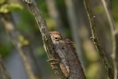 Close-up of lizard on tree trunk