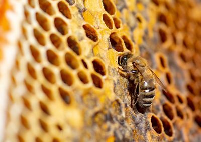 Close-up of bee on leaf