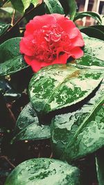 Close-up of red flower
