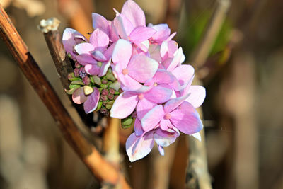 Close-up of pink flowering plant