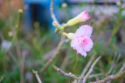 Close-up of pink flowers