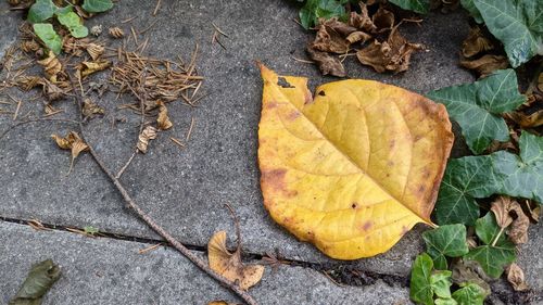 High angle view of yellow maple leaves