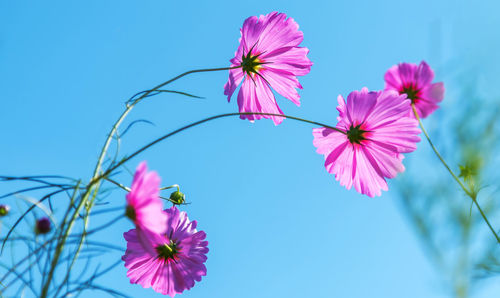 Low angle view of pink cosmos flowers against sky