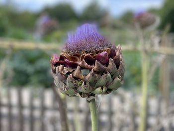 thistle