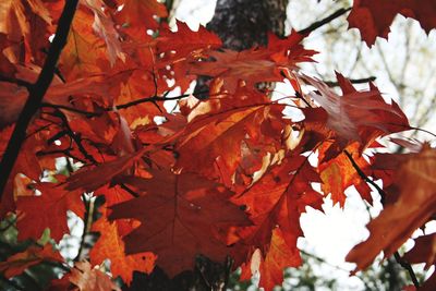 Low angle view of maple leaves on tree
