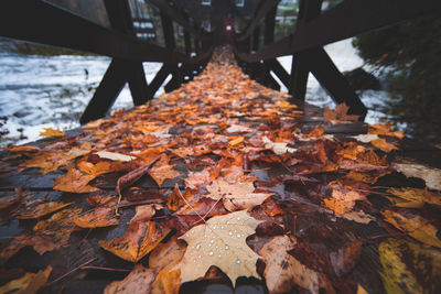 Close-up of maple leaves during autumn