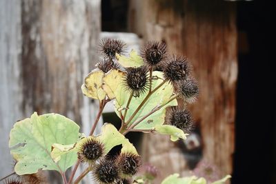 Close-up of wilted plant