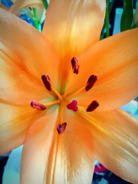 Macro shot of hibiscus flower