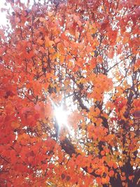 Low angle view of tree against sky