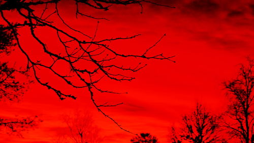 Low angle view of bare trees against sky during sunset