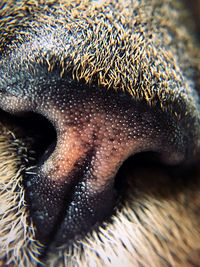 Close-up of an animal