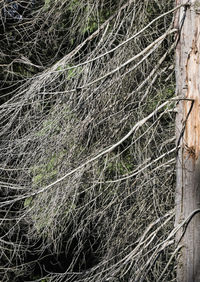 Close-up of tree trunk