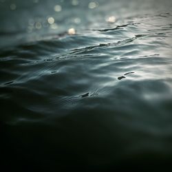 View of birds swimming in sea