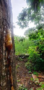 Close-up of tree trunk amidst plants in forest