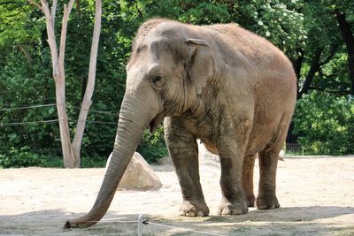 Elephant in zoo