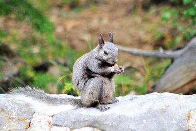 Squirrel on rock