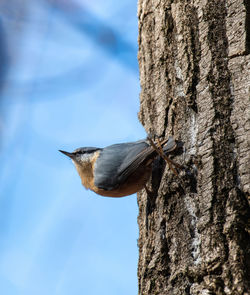 Low angle view of bird perching on tree against sky