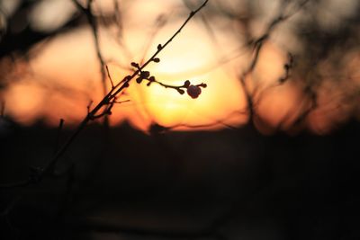 Close-up of silhouette tree against orange sky