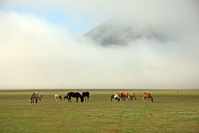Horses grazing on land