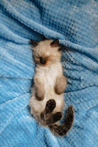 High angle view of cat relaxing on bed