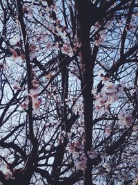 Low angle view of bare trees against sky