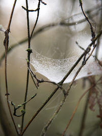 Close-up of wet spider web on twig