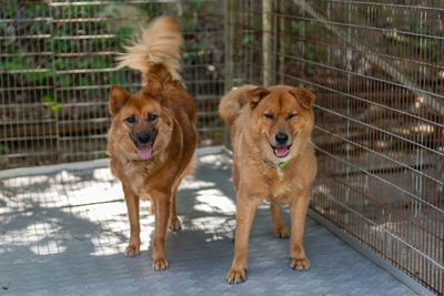 Portrait of dogs