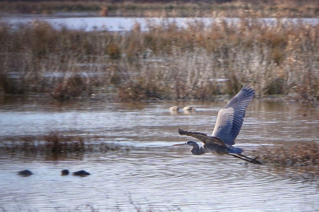 animal themes, animals in the wild, wildlife, bird, one animal, spread wings, water, lake, full length, nature, side view, two animals, outdoors, perching, flying, day, no people, zoology, beauty in nature, focus on foreground