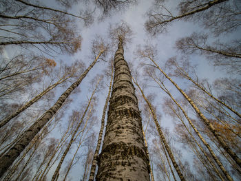 Low angle view of bamboo trees in forest