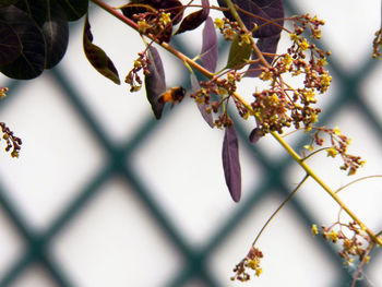 Close-up of flowering plant