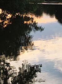 Reflection of trees in water