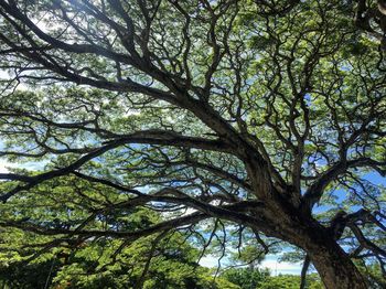 Low angle view of tree in forest