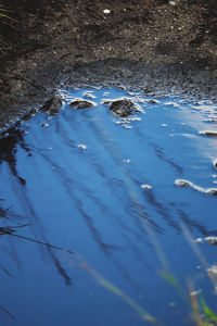 High angle view of duck swimming in lake